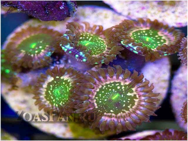 Phantom Hippo Cluster